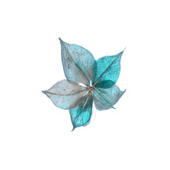 Celestial Blue Dried Physalis Flower with Delicate Veining