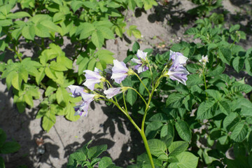 Potato plant with purple and white flowers