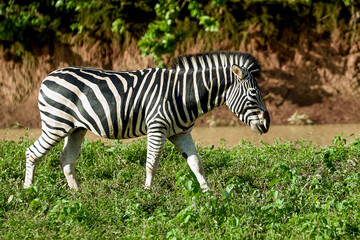 Striped animal walks through lush green grass near riverbank in natural habitat during daylight
