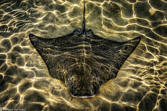 Majestic stingray swimming gracefully in clear ocean waters underwater photography tropical marine environment close-up perspective