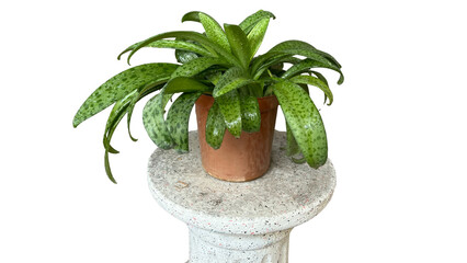 Plants Orchid Leafs inside a pot and above a stool