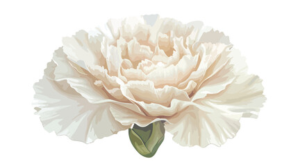 Elegant Carnation Flower on White Background Vector Illustration