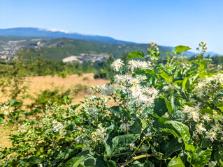 A wild shrub of the white-flowering clematis (Clematis vitalba, Clematis montana) in Provence, France. In the background, view of the Gorges De La Nesque and Mont Ventoux