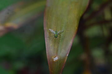 Tiny life called insects. Insects have long legs and green bodies, similar to the color of shiny metal