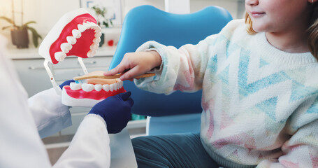 Hands, child and dentist with teeth model for medical check, mouth hygiene or dental health. Tooth...