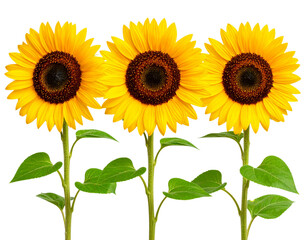 Obraz premium Set of Sunflowers in Different Blooming Stages with Leaves, isolated on a transparent background