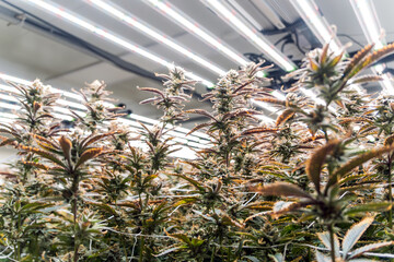 Close-up of thriving cannabis plants under LED grow lights in a controlled indoor farm. Image...