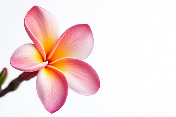 frangipani flower isolated on white