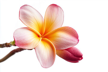 frangipani flower isolated on white