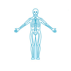 blue outline of a human skeleton