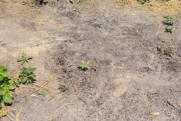 Scorched earth after a fire with ash and straw, new green shoots sprouting through the burnt...