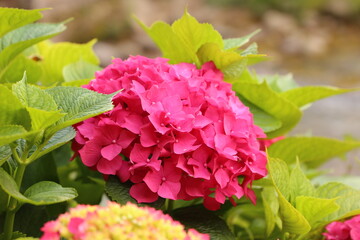 Flores