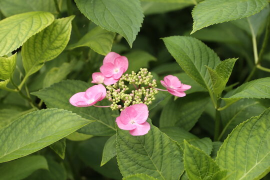 Flores