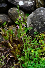 Schnepfen-Ragwurz, Gehörnte Ragwurz // woodcock bee-orchid (Ophrys scolopax subsp. cornuta) -...