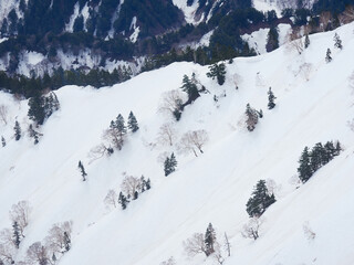 観光名所立山黒部アルペンルートの雪山と白樺の風景