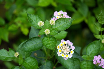Beautiful lantana camara L., Verbenaceae,  in full bloom, showcasing intricate patterns in nature's...