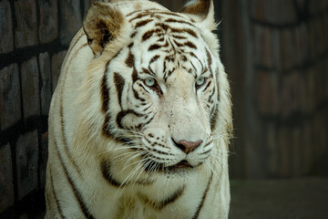 White Bengal Tiger