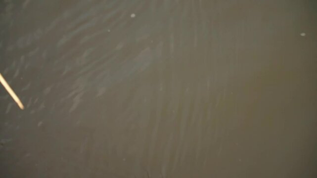 Tranquil river water surface with a floating water strider insect, Gerridae.