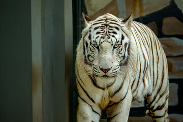 White Bengal Tiger