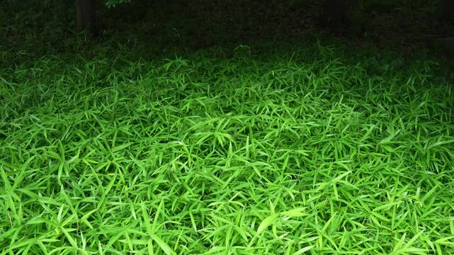 道端の雑草