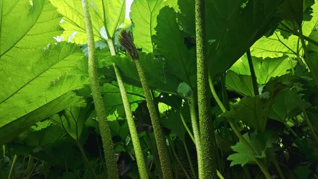 Gunnera sp. of plant, leaves and stalks, panning up towards sun, backlit