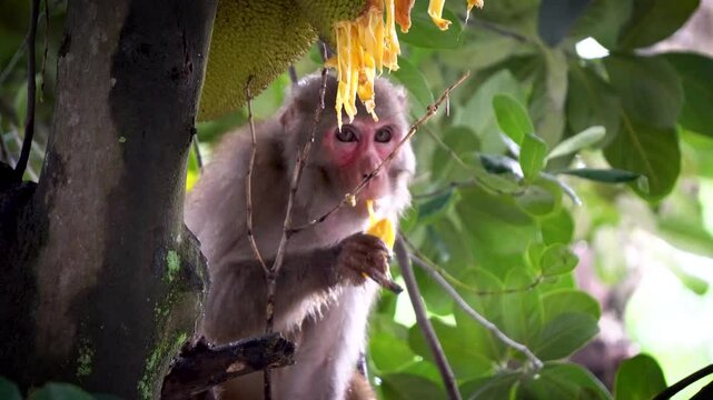 Shot of monkey eating riped jackfruit 3 close up