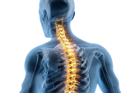 Spinal Health Visualization