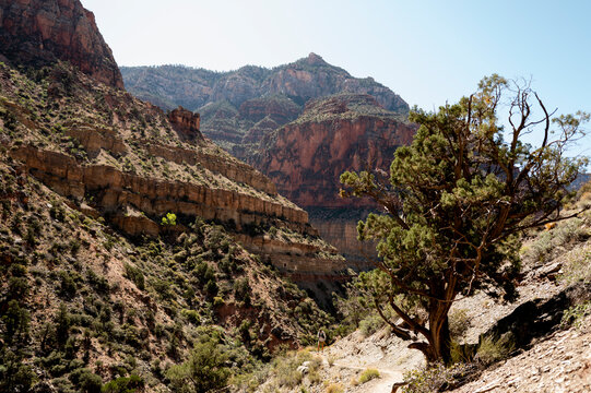 White male in his early 50s runs the Grand Canyon.