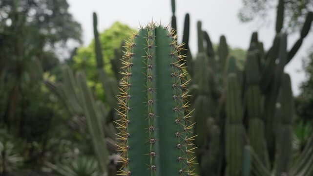Cereus hexagonus cactus plant growing vertically in an outdoor garden habitat. POV camera circling around its sharp, prickly, protective spines.
