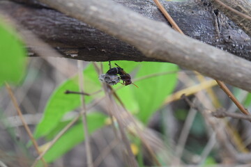 A little wasp is building its beautiful nest