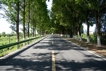  Scenic Tree Lined Road during summer