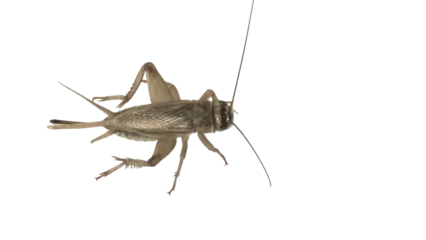 House Cricket (Acheta domesticus) with Copy Text Space. Detailed Insect Element for Educational Charts, Pest Control Ads, and Biological Studies. PNG File