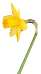 Yellow daffodil or narcissus flower in full bloom, isolated on transparent png background, spring or springtime easter holiday element