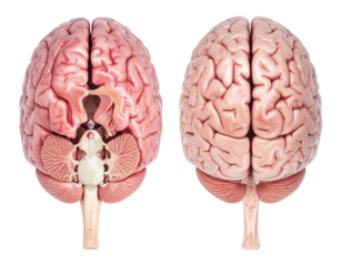 Realistic Human Brain Anatomy from Top View, Medical Illustration Isolated on White
