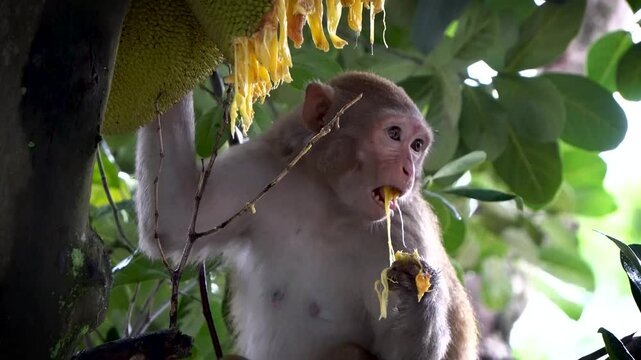 Shot of monkey eating riped jackfruit 5