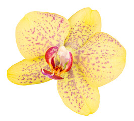 Close-up of yellow orchid flower with pink and purple spots on transparent png background