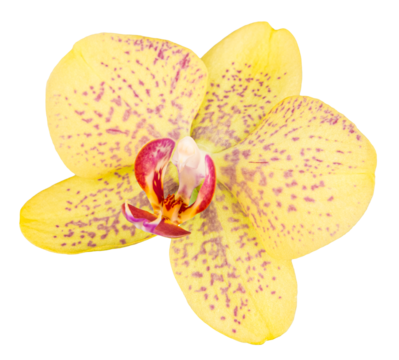 Close-up of yellow orchid flower with pink and purple spots on transparent png background - Powered by Adobe