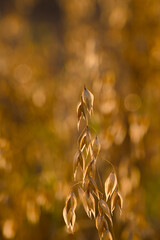 close-up of a ripe ear of oats glowing in the soft, golden light of sunset in an agricultural field	