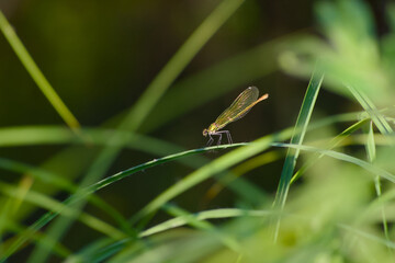 A female banded demoiselle (Calopteryx splendens) perches delicately on a blade of grass, illuminated by warm evening light.
