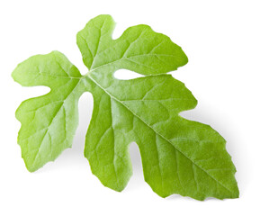 watermelon leaf isolated on white background. clipping path