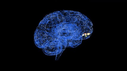 Migraine in right orbitofrontal cortex, conceptual animation - Powered by Adobe