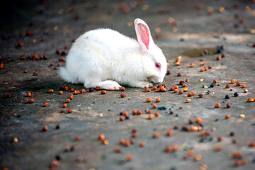 White rabbit feeding on seeds in a rustic setting during daylight hours
