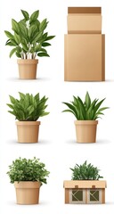 Potted plants and cardboard boxes,  realistic illustration