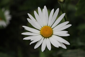 white daisy flower