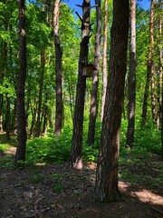 Naklejka premium Sunlight Filtering Through Young Leaves in Spring Forest