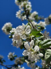 Obraz premium White Flower Blossoms Against Deep Blue Sky