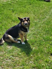 Cute dog sitting on green grass in backyard
