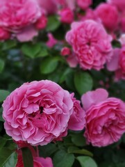 Close-up of blooming pink garden rose