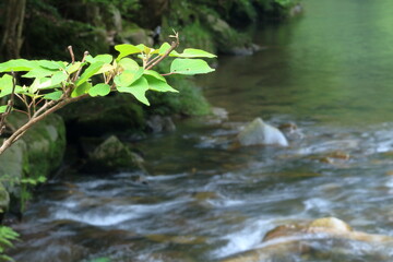 綺麗な川の流れと川岸からのびる植物の葉