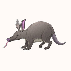 Aardvark Illustration